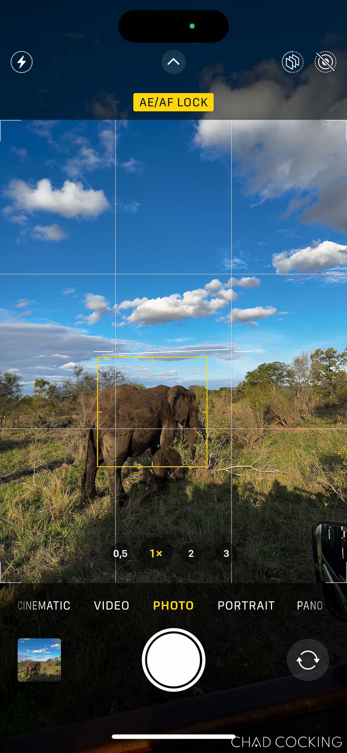 iPhone screen displaying the AE/AF Lock indicator while photographing an elephant.