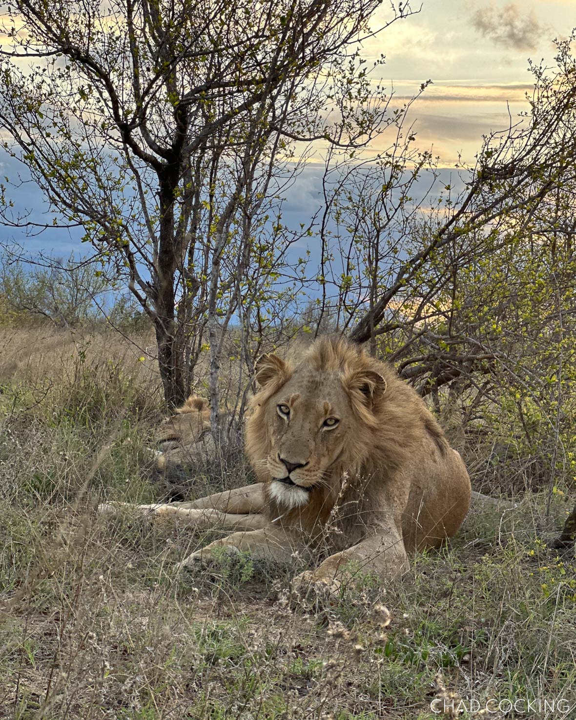 Unedited iPhone photo of a male lion resting in natural evening light.