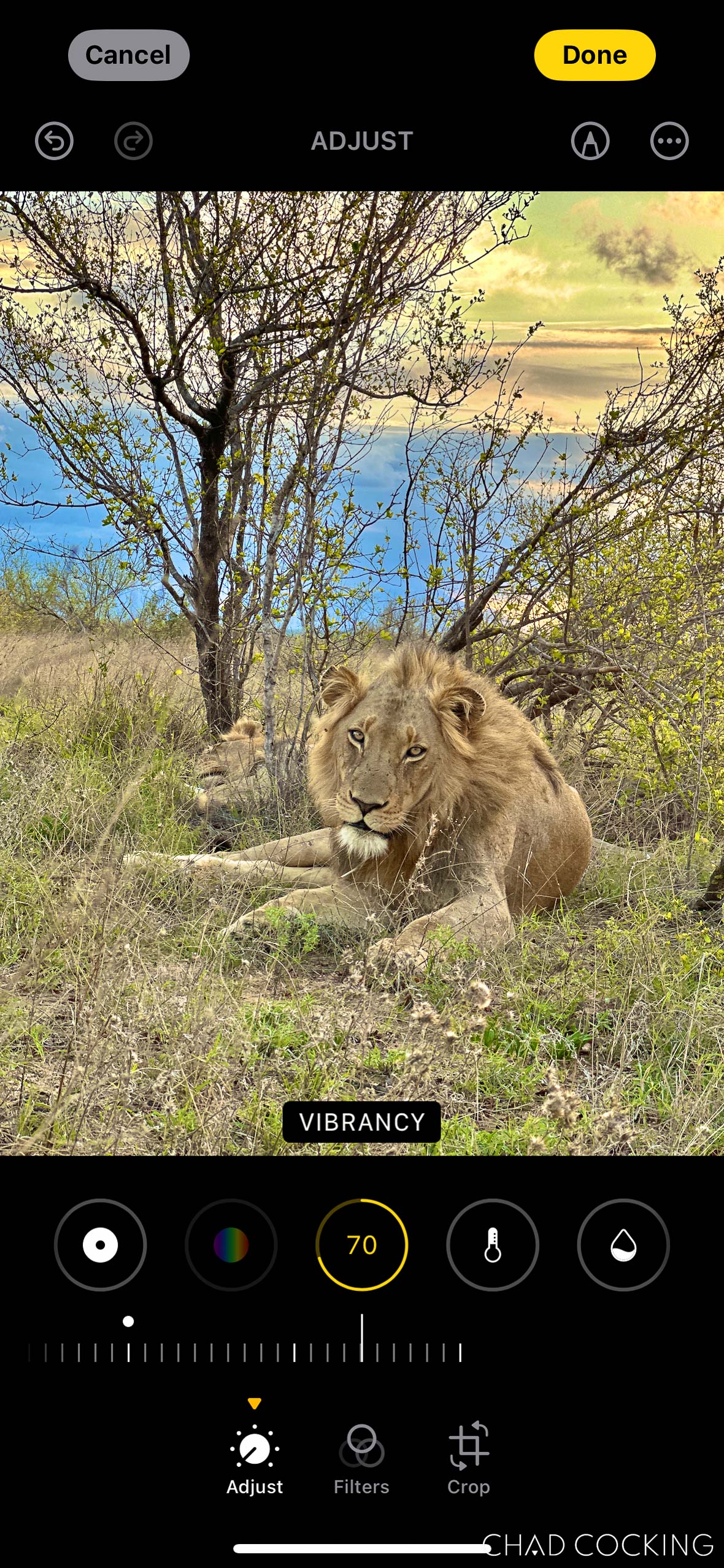 iPhone editing screen showing Vibrancy set to 70 on a lion photo.
