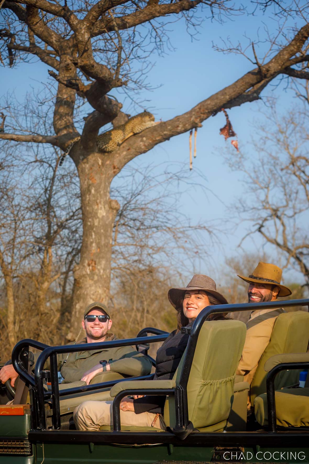 Guests enjoying a safari sighting beneath a leopard resting in a tree at Tanda Tula.