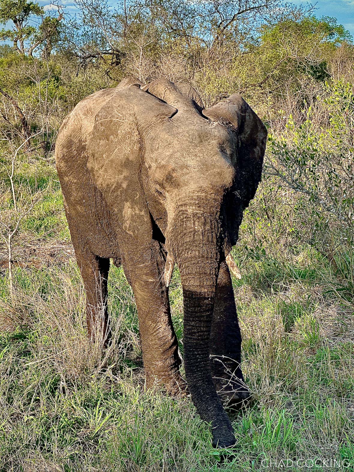 Elephant standing close in daylight, photographed in standard iPhone photo mode.