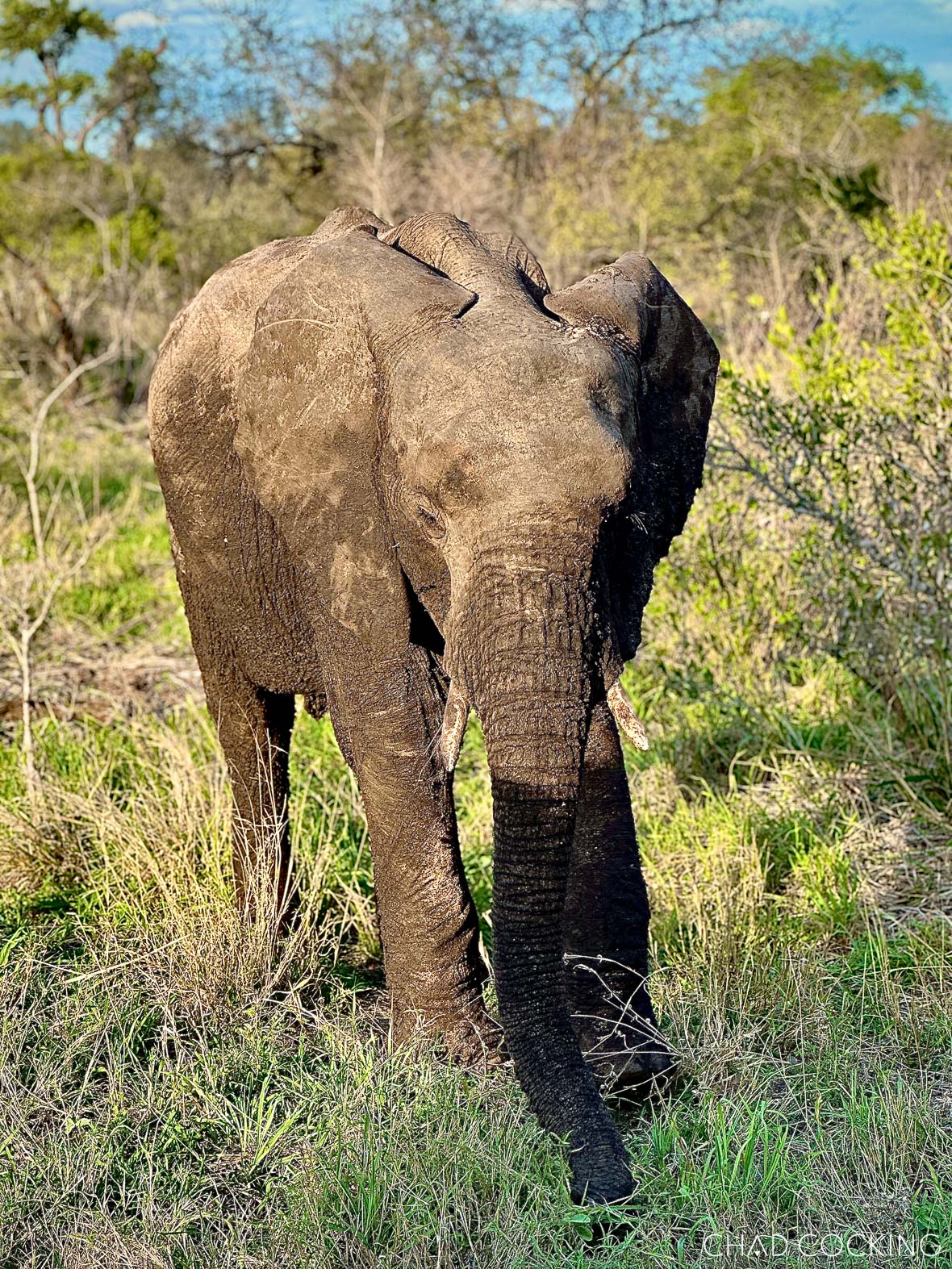 Elephant photographed in Portrait mode at f/4.0 with a softly blurred background.