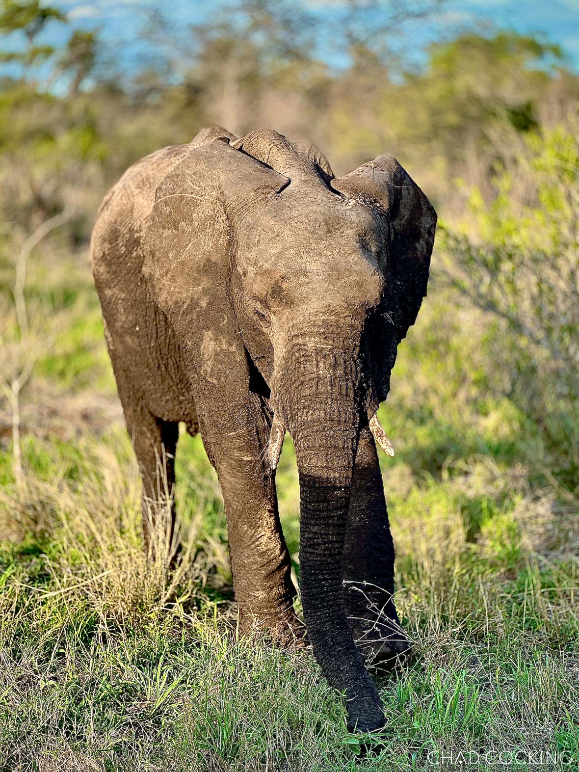 Elephant photographed in Portrait mode at f/1.4 with a strong creamy background blur.
