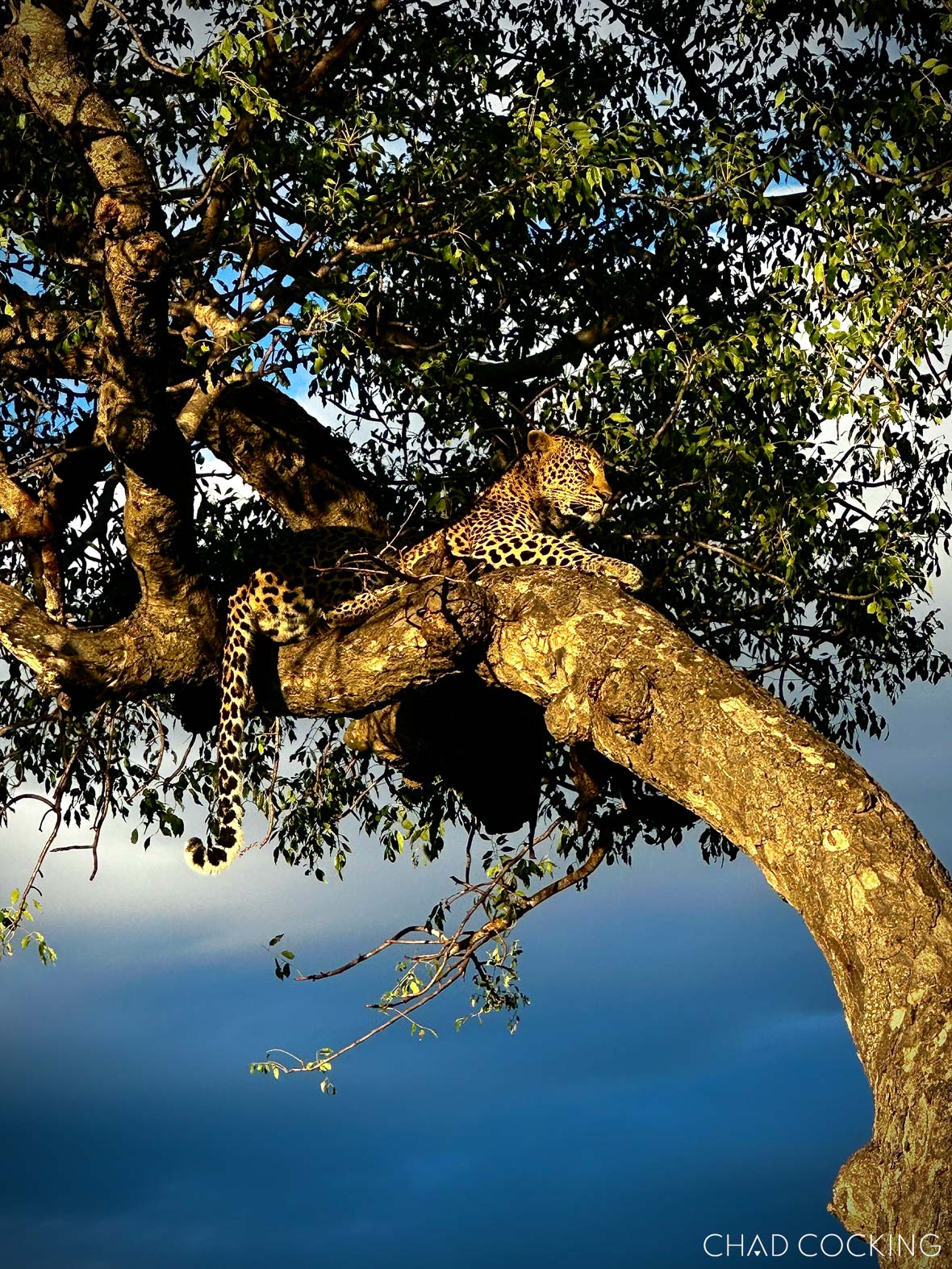 Leopard resting on a thick tree branch above the landscape, bathed in warm light.