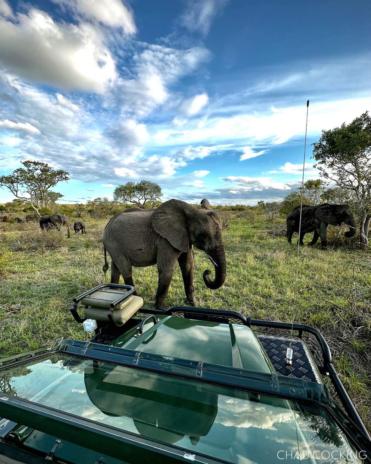 Elephants walking close to a safari vehicle under a wide blue sky.