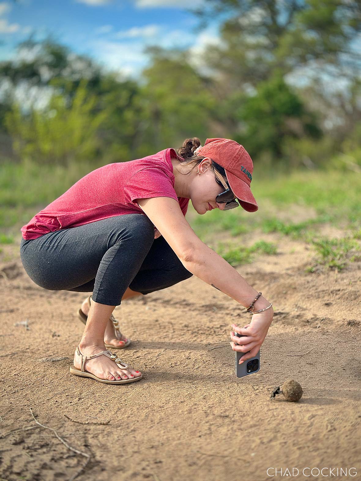 Woman crouching low on the ground photographing a dung beetle with her iPhone at Tanda Tula.