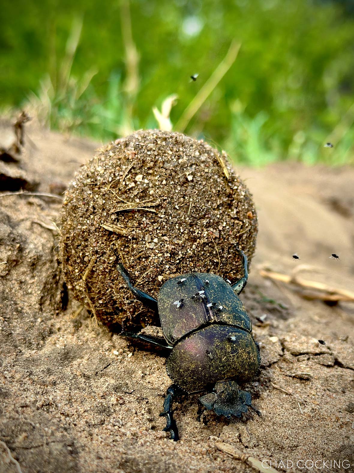 Close-up macro photograph of a dung beetle pushing a large sand-coated dung ball in the Timbavati.