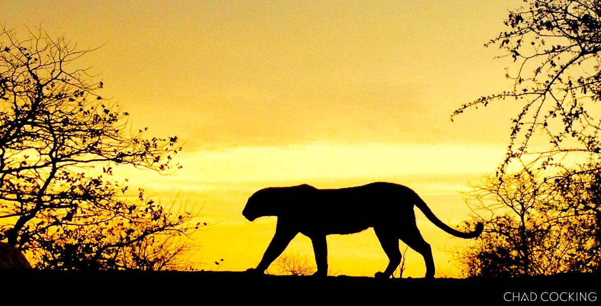 Silhouette of a leopard walking along a ridge at sunrise.