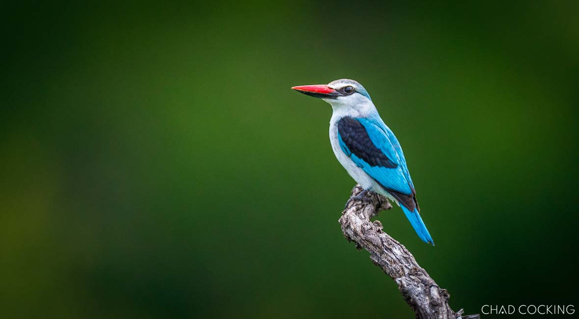 Woodland kingfisher perched on a branch with vibrant blue plumage.