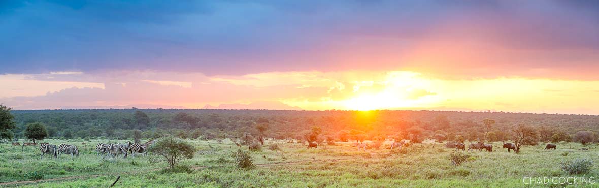 Summer sunset over the Timbavati with zebras and buffalo grazing in lush green plains.