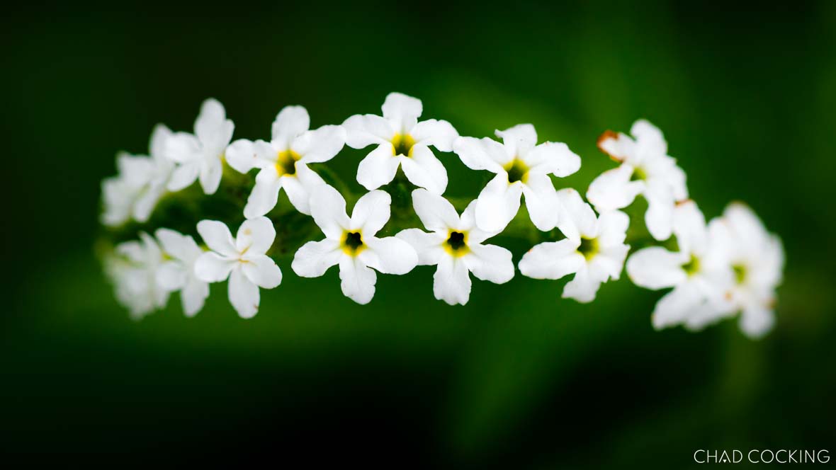 Close up of delicate white wildflowers blooming against a deep green background.