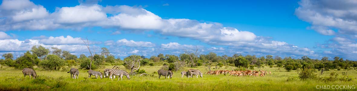 Zebras and impalas grazing on lush green summer plains under bright blue skies.