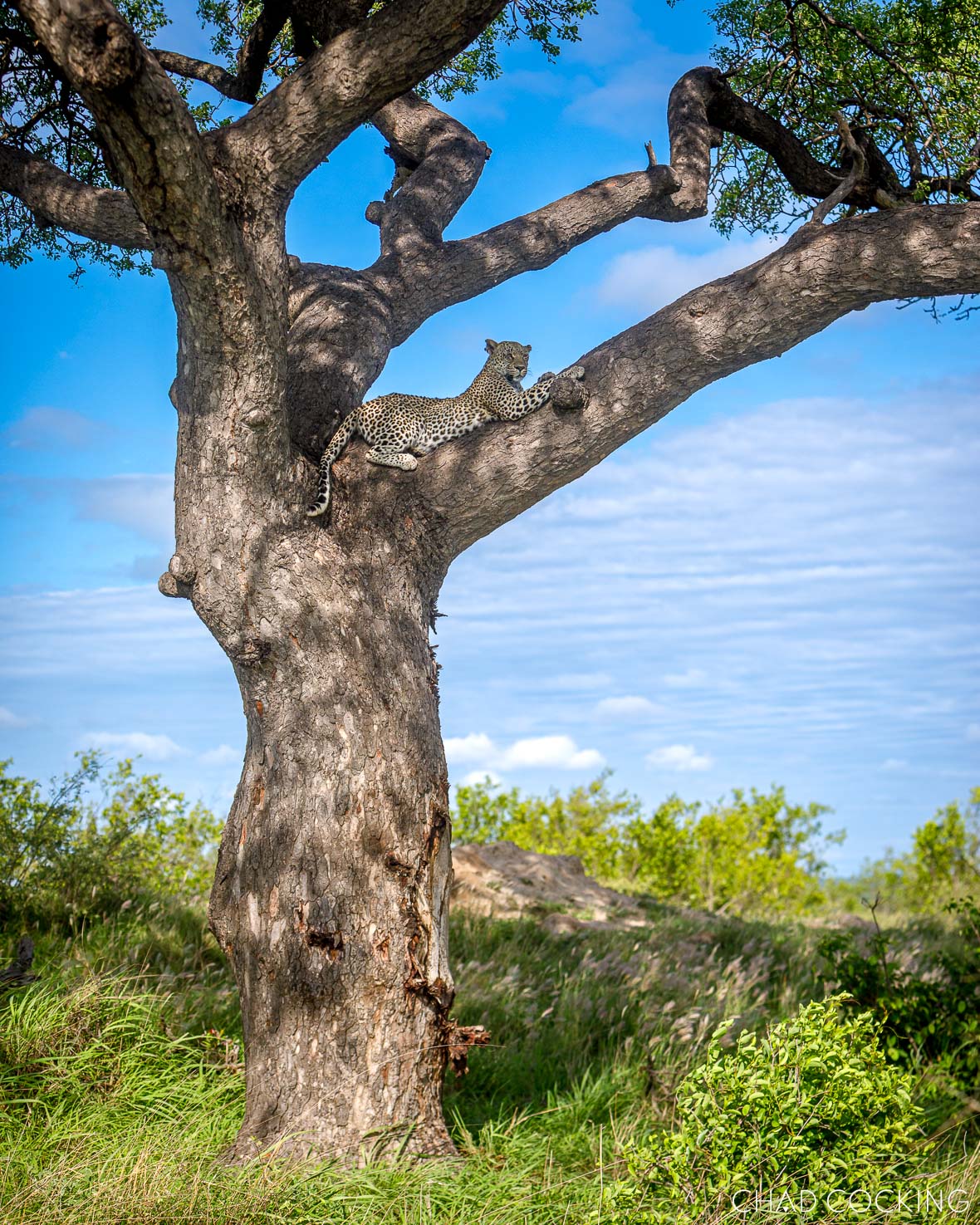 Leopard resting on a large tree branch under bright blue summer skies.