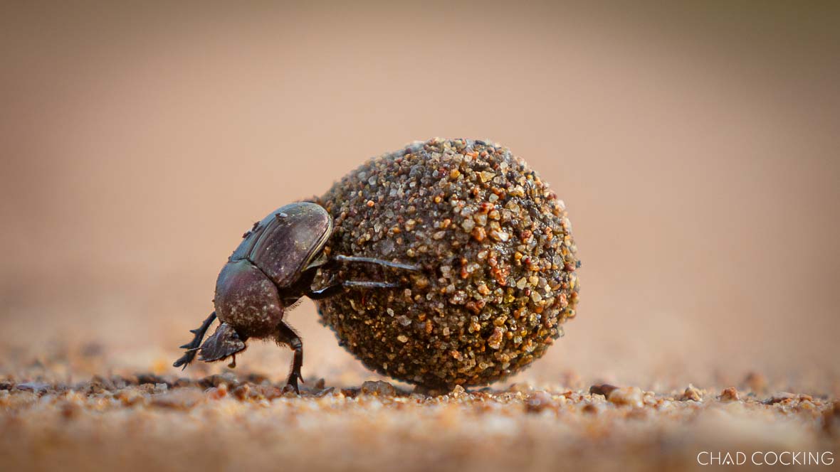 Dung beetle rolling a sand-covered dung ball across the ground.