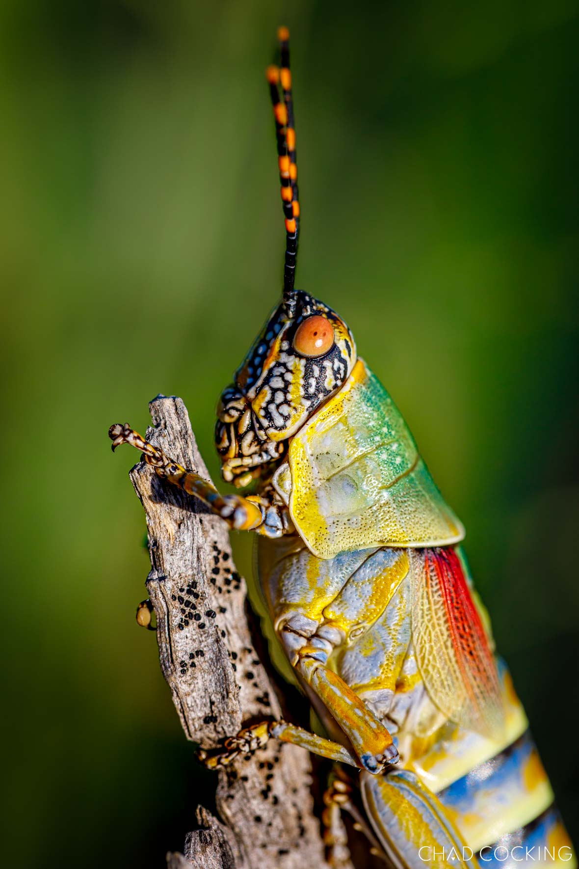 Brightly coloured elegant grasshopper clinging to a branch in vivid detail.