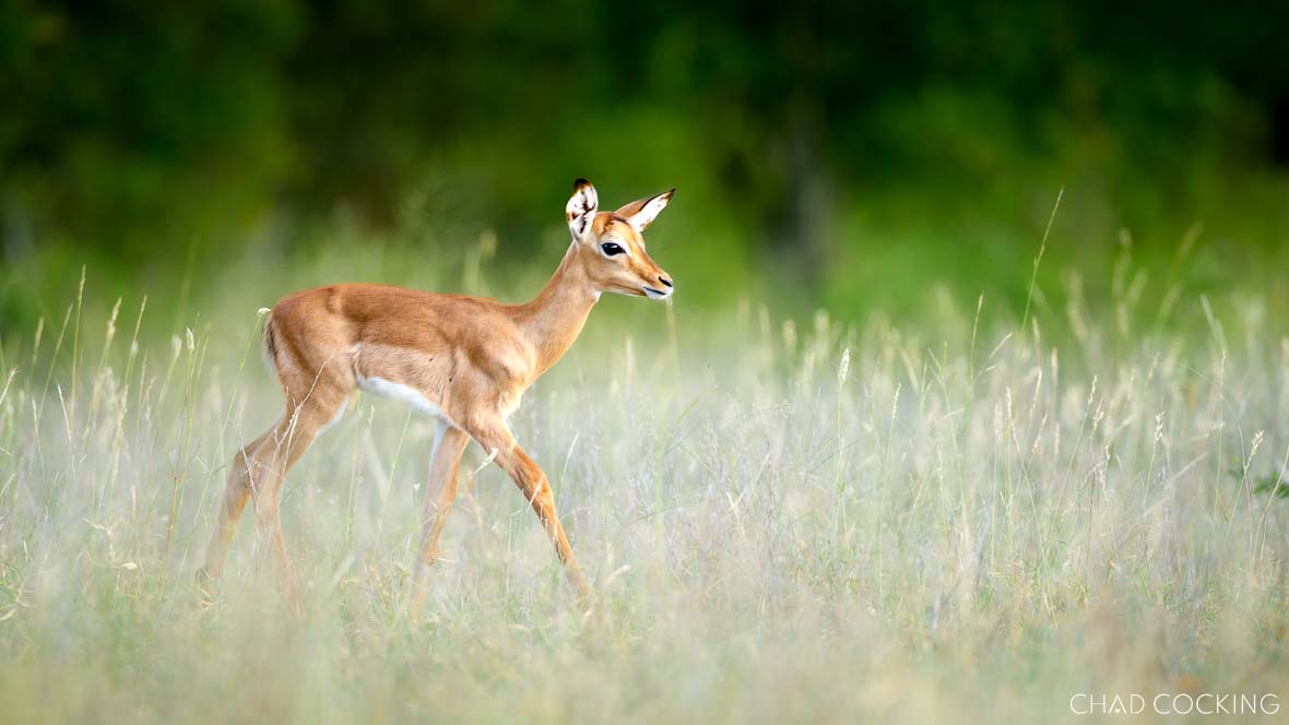 Young impala lamb walking through soft pale summer grass.