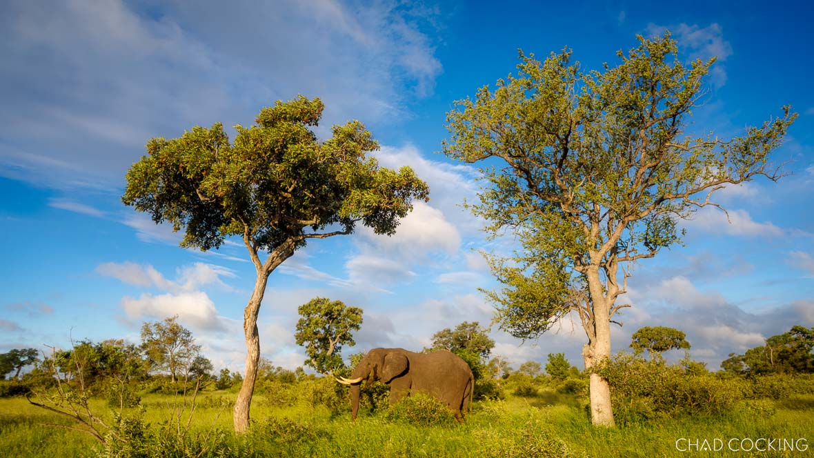Elephant browsing among green summer vegetation between two tall trees under a bright blue sky.