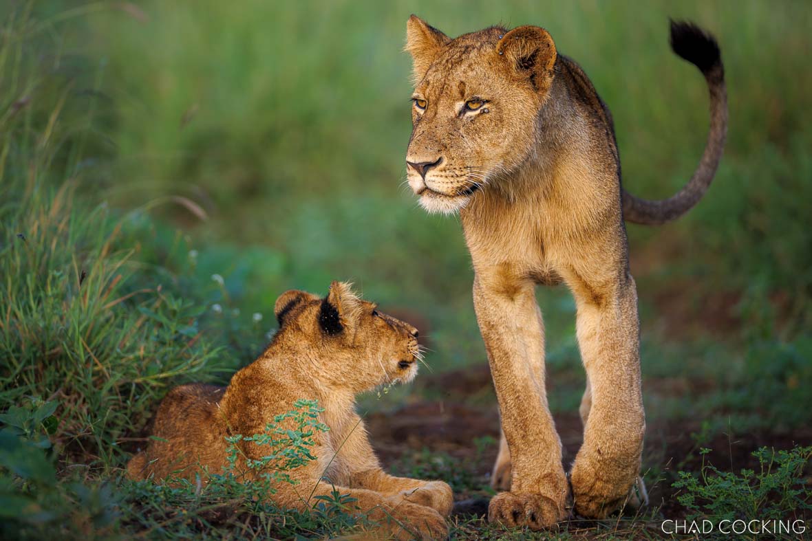 Two lion cubs interacting in green grass, one lying down and the other standing.
