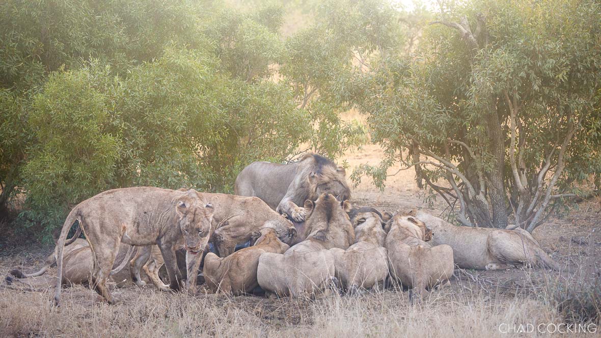 Sark breakaway pride of lions feeding together beneath dense green bushes.