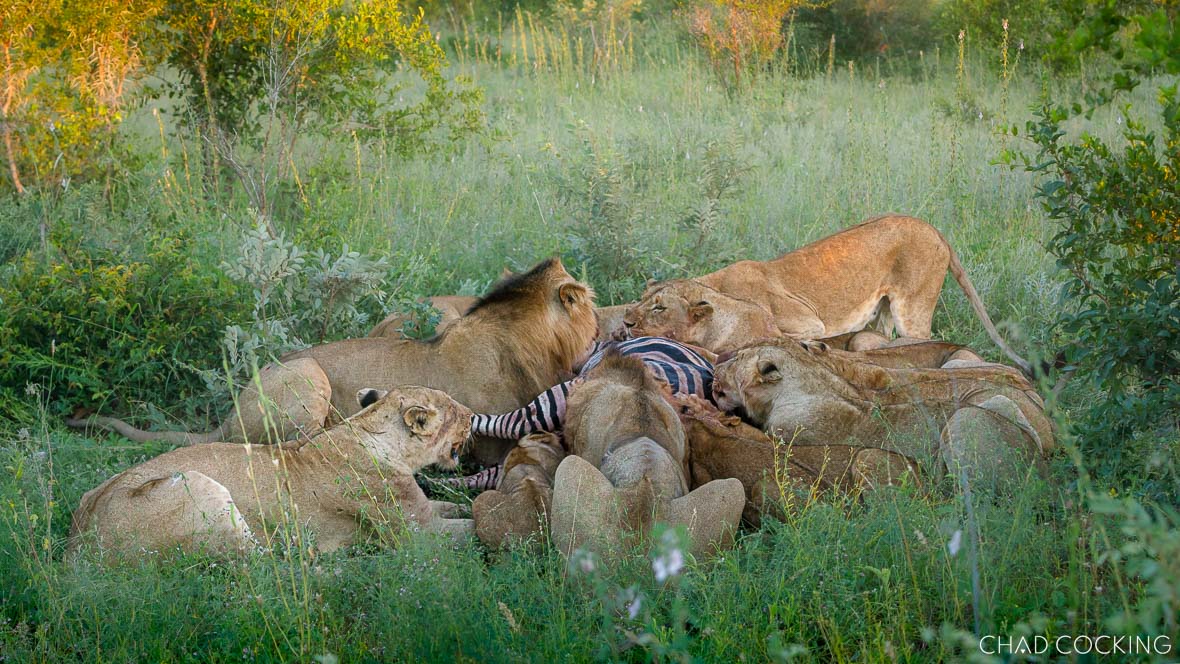 River Pride lions feeding together on a zebra carcass in thick green grass.