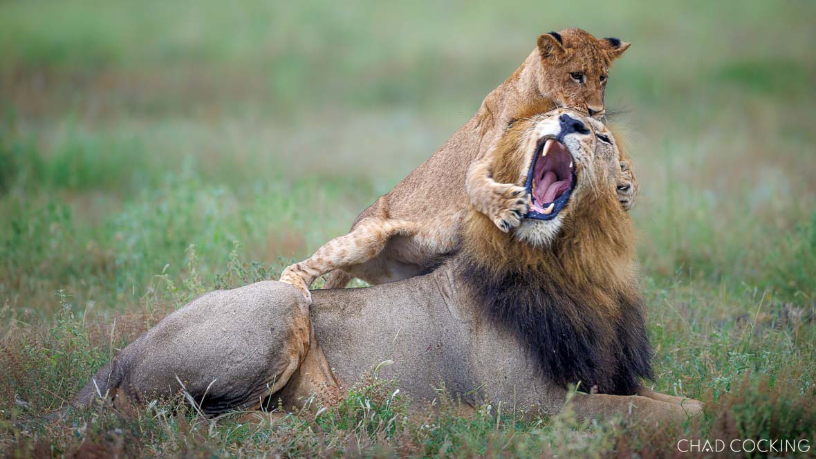 Lion cub climbing onto an adult male lion, playfully gripping his face as the male yawns.