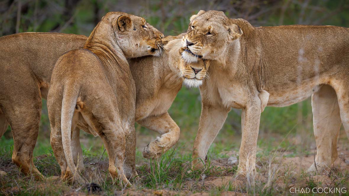 Three lionesses from the Sark Breakaway Pride greeting and rubbing heads affectionately.