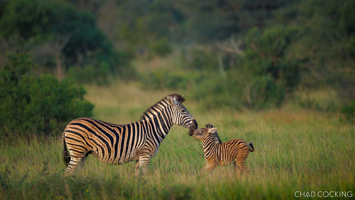 A zebra mare nuzzles her young foal in a sunlit grassy clearing.