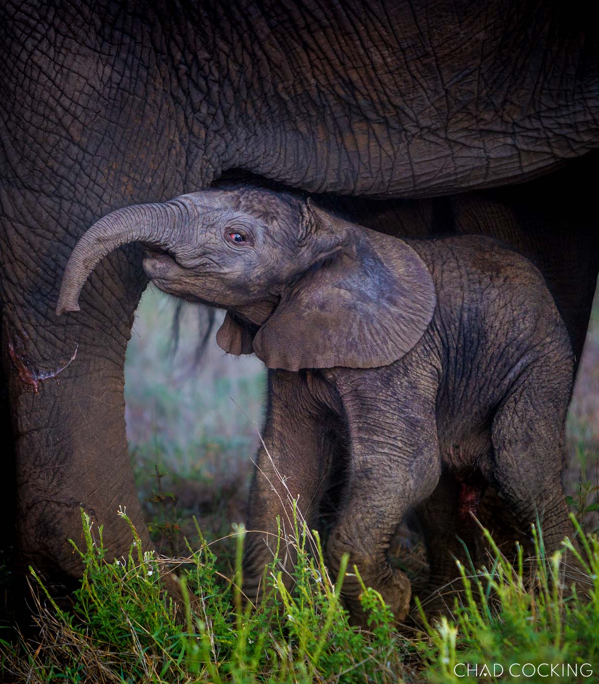 Newborn elephant calf standing unsteadily beneath its mother.