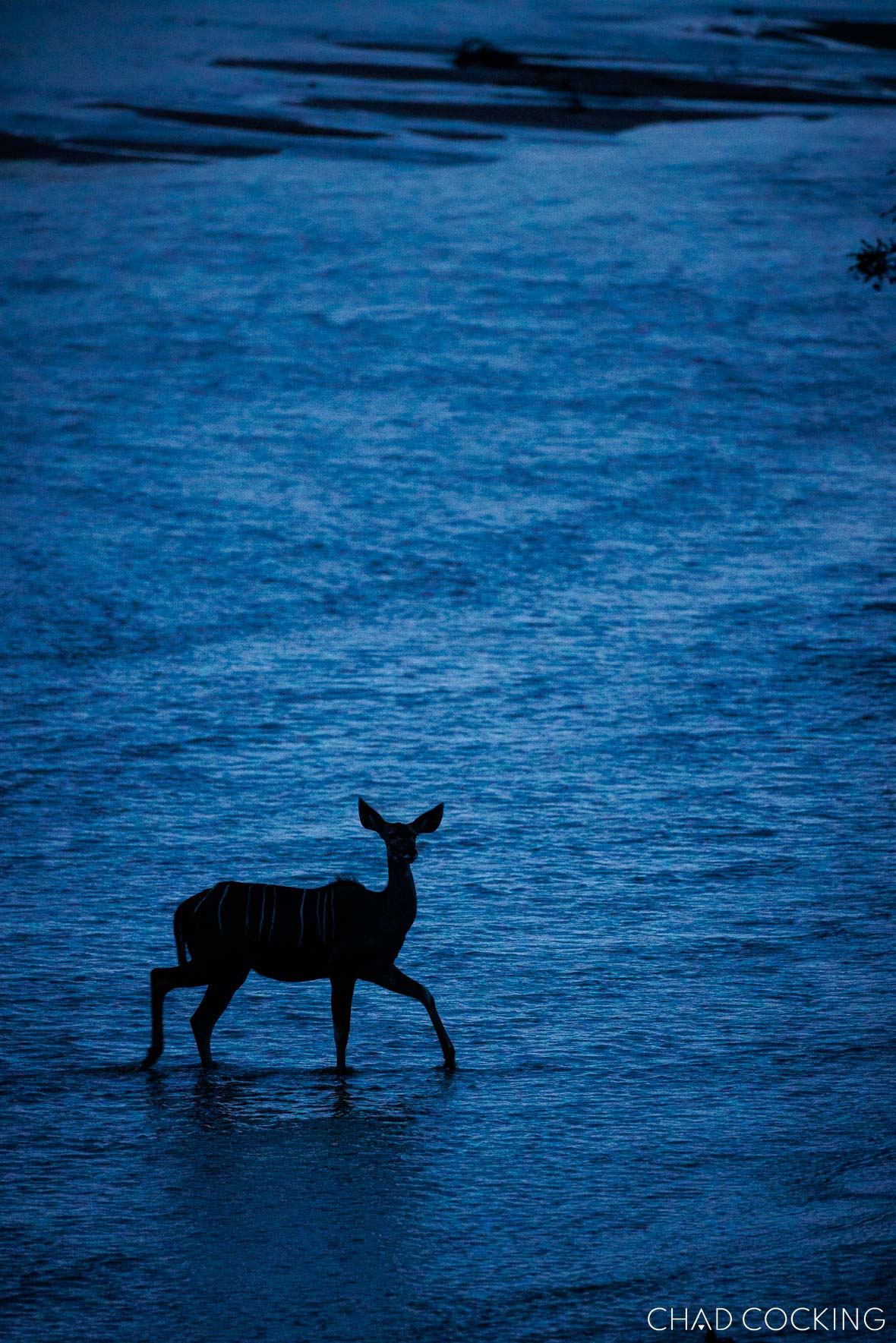 Silhouette of a kudu crossing the flowing Nhlaralumi river at dusk.