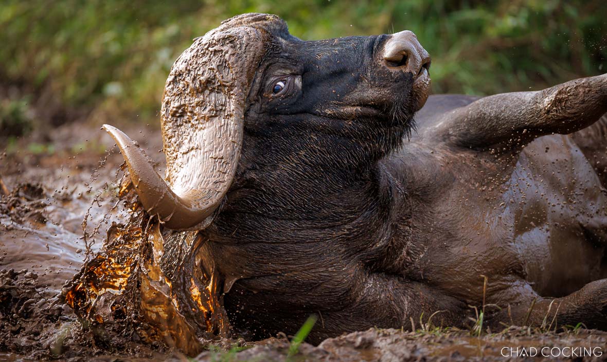 Buffalo bull splashing in a muddy wallow after summer rain.
