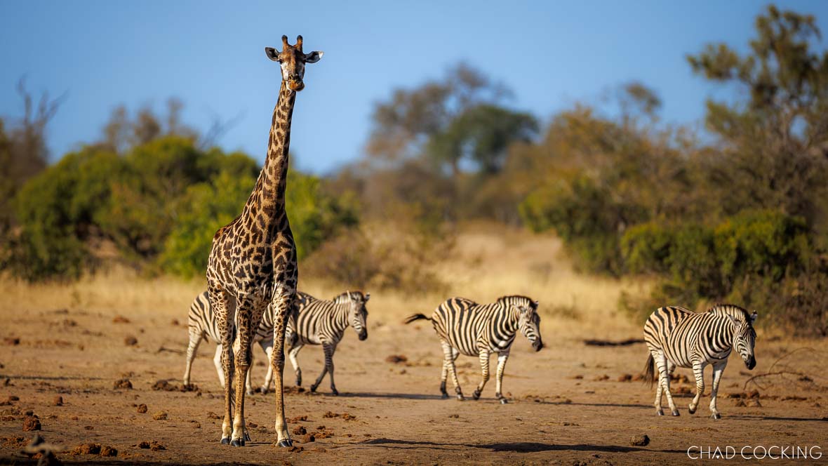 A giraffe and several zebras approach a dry-season water point in the Timbavati.