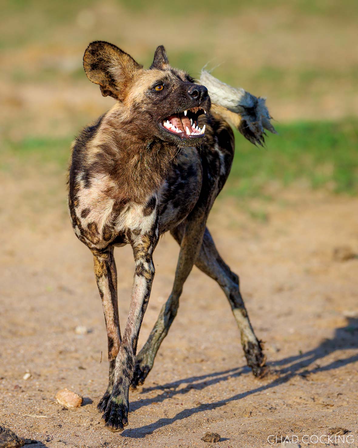 A wild dog bares its teeth while walking across sandy ground in bright sunlight.
