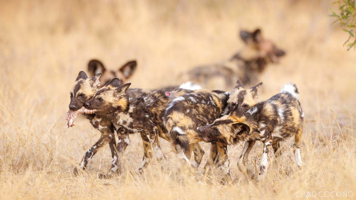 A group of wild dog pups trotting through dry grass, one carrying a scrap of meat.