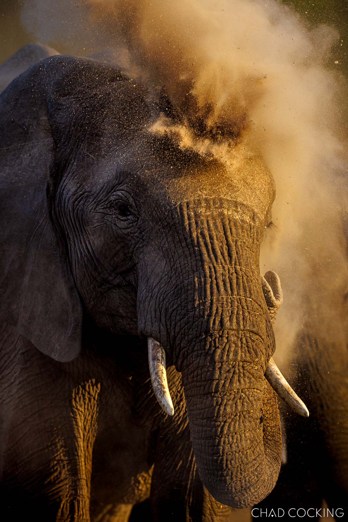 Elephant matriarch throwing a cloud of dust over her head in golden light.