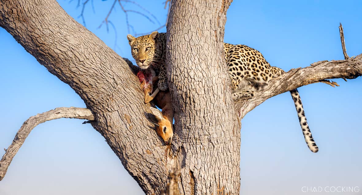 Young leopard in a tree guarding an impala kill against a blue sky.