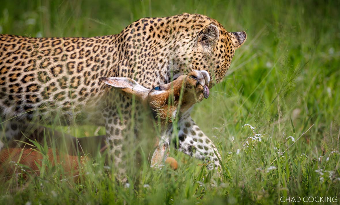 Nkaya Dam female leopard dragging a full-grown impala through tall green grass.