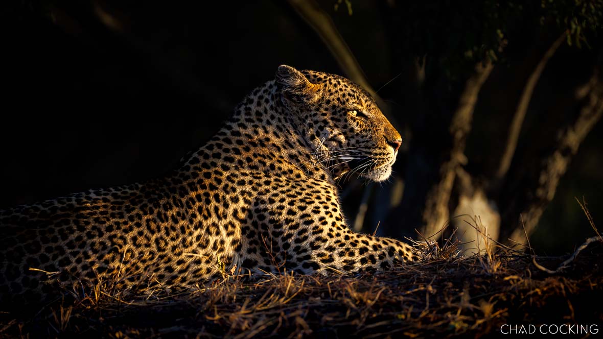 Male leopard Xivati resting in golden afternoon light on a ridge.