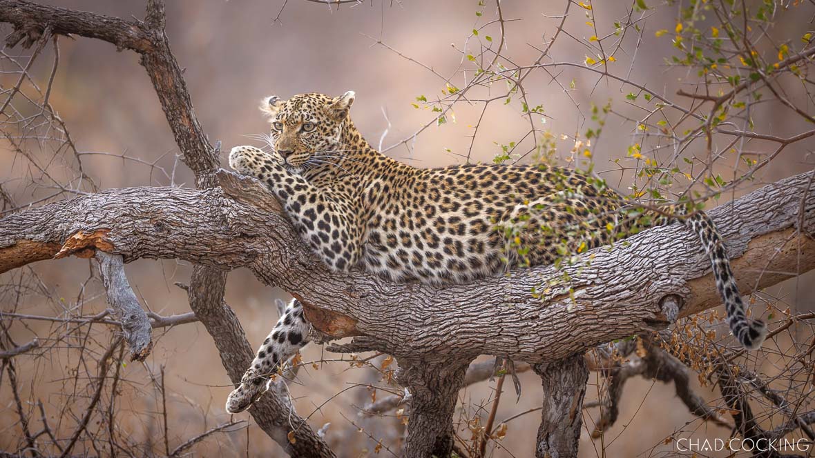 A relaxed female leopard reclines along the branch of a tree, gazing into the distance in soft, muted light. 