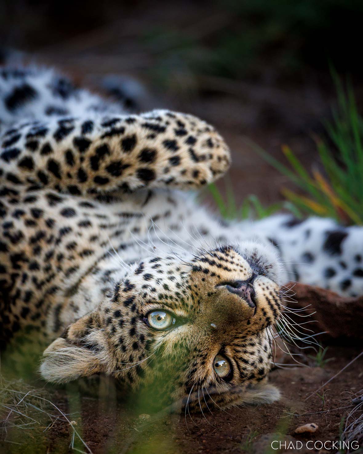 A close-up of a leopard lying on her back on the ground, looking upside-down toward the camera with bright, expressive eyes.