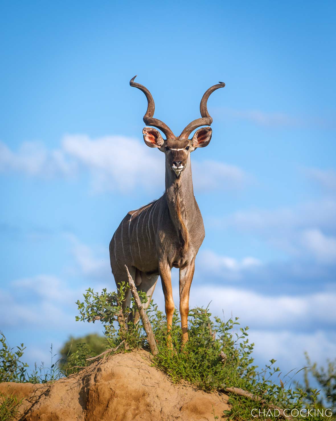 A male kudu stands proudly on a mound under a bright blue sky.