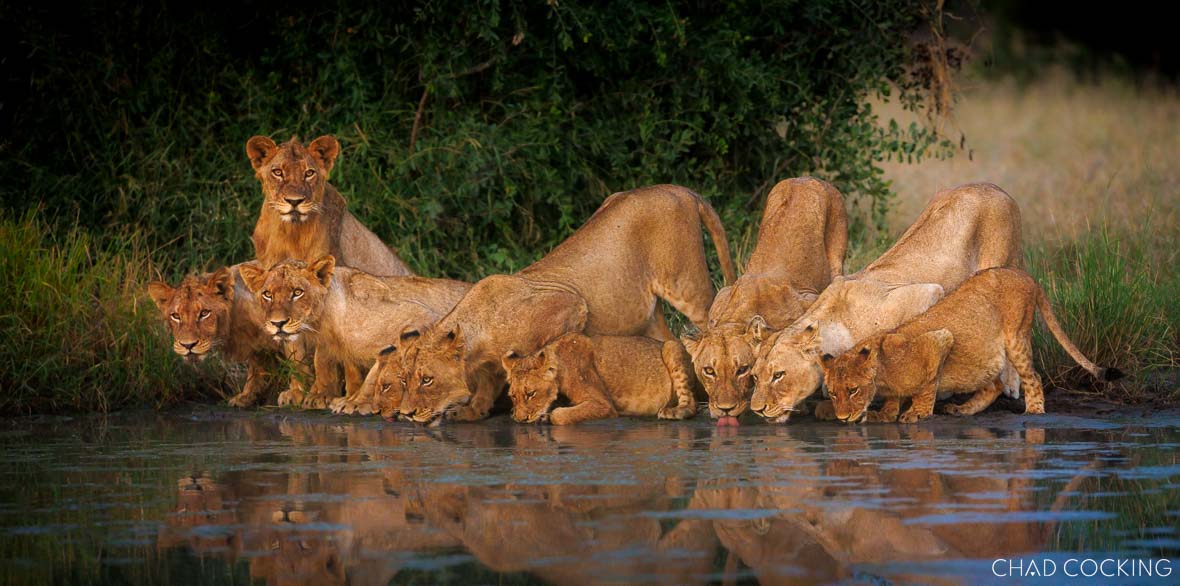 A large group of Sark Breakaway lions, adults and cubs, drinking together at a waterhole at sunrise.