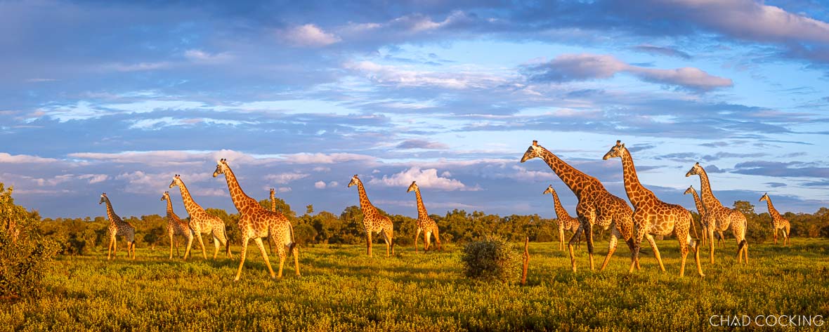 A large herd of giraffes walking through a sunlit green field under a dramatic blue sky.