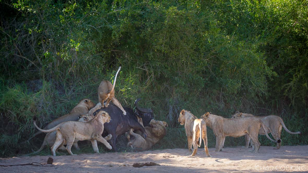 A group of young lions attempts to bring down a buffalo bull beside a dense green thicket.