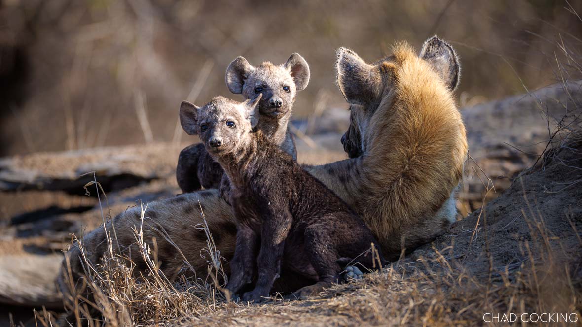 Two young hyena cubs sit beside their mother at a den site in dry grassland.