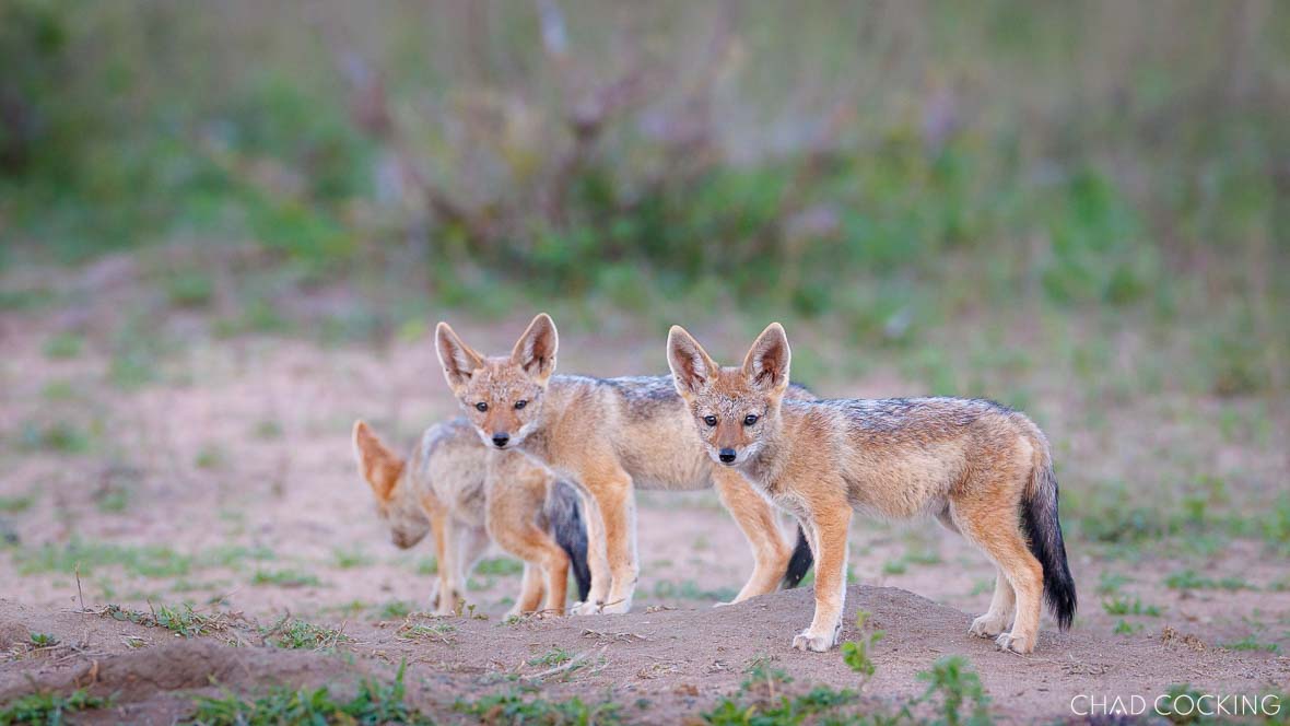 Three young black-backed jackal pups stand alert on open ground near their den.