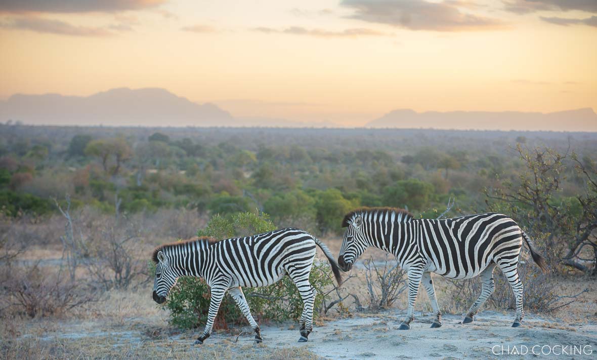 Two zebras walk across an open plain at sunset with the Timbavati landscape and Drakensberg mountains in the distance.