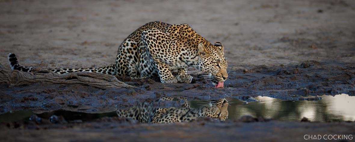 A young male leopard crouches at a muddy waterhole drinking, with his reflection visible in the still water.