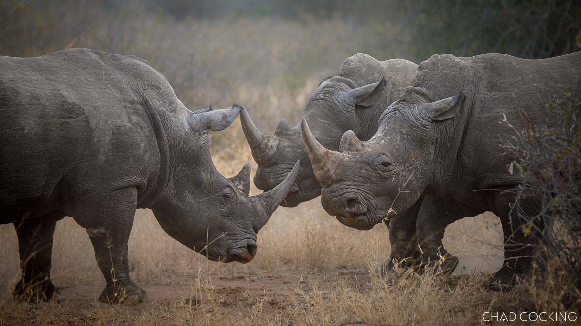 Three white rhinos facing off in dry Timbavati grassland, two younger bulls posturing against an older male.