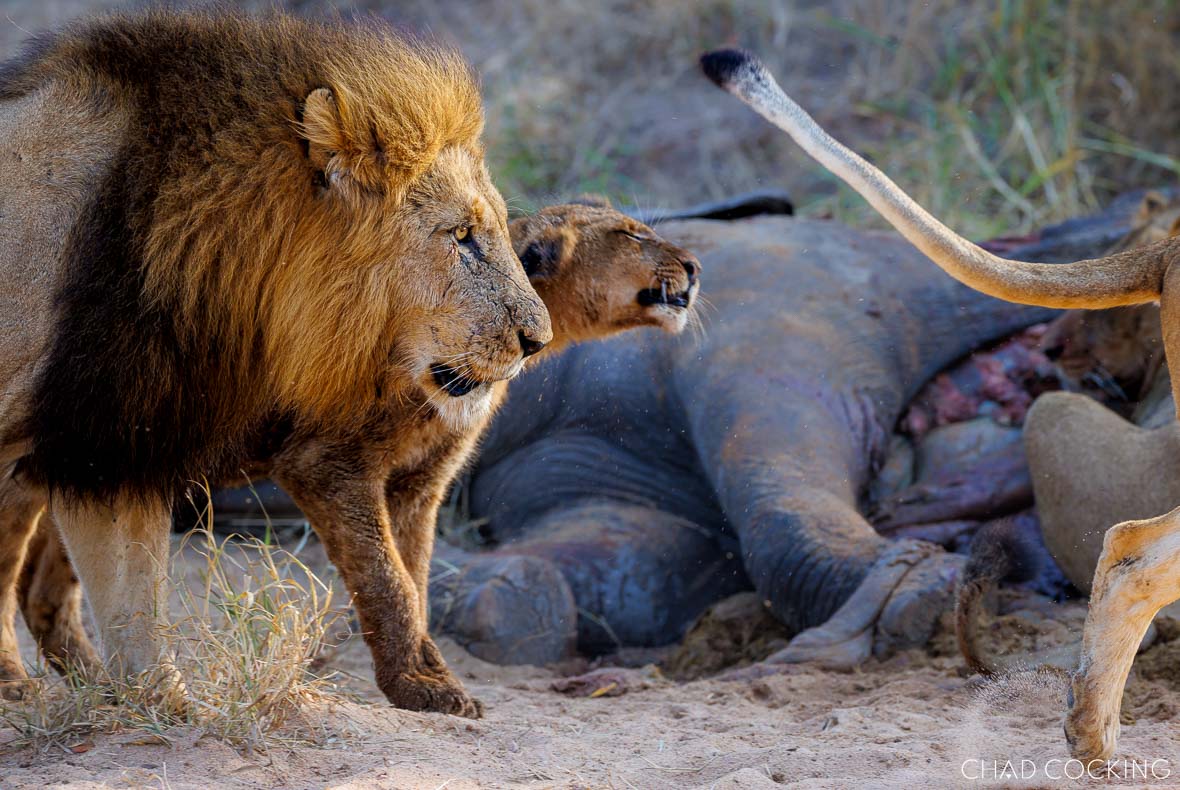 Vuyela male lion and a lioness feeding on a deceased elephant calf in the Nhlaralumi riverbed.