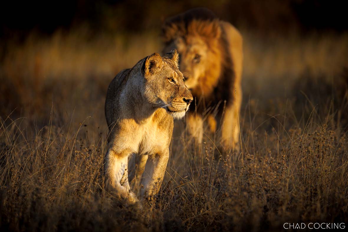 Lioness walking through golden grass at sunrise with a male lion following behind her in soft light.